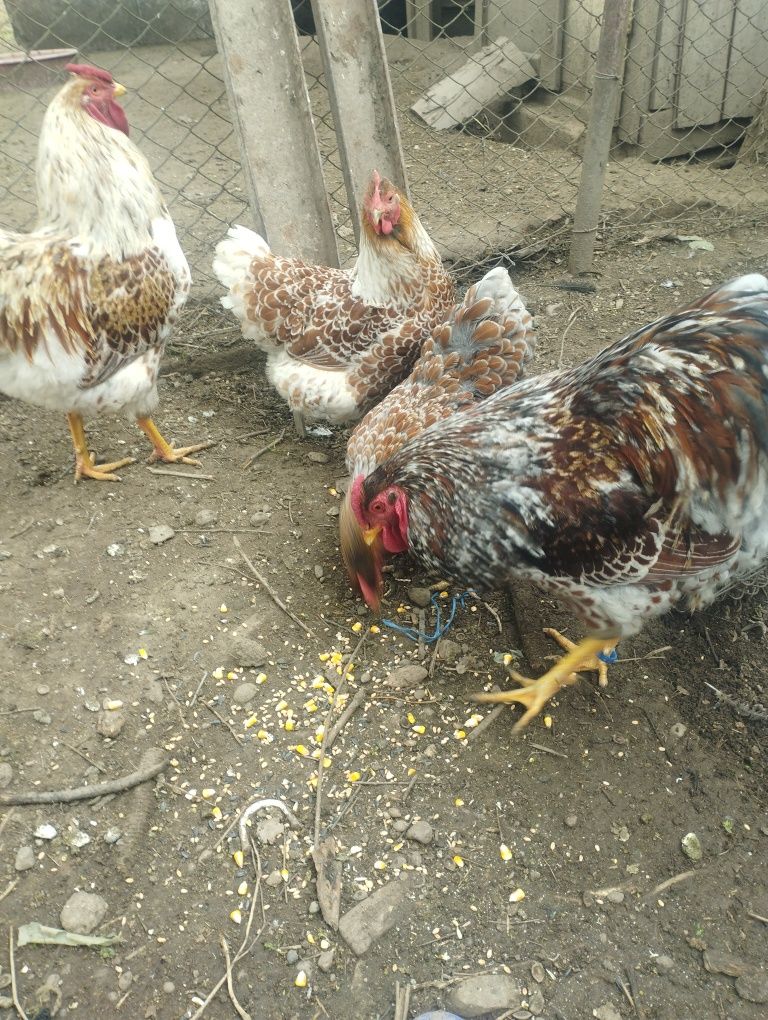 Găini wyandotte de vânzare