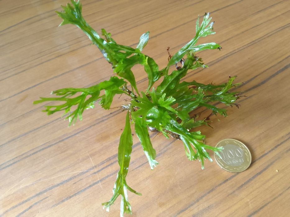 Продам папоротник Винднлов