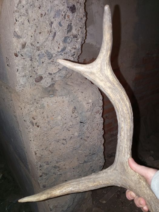 Продам рога лежали в подвале