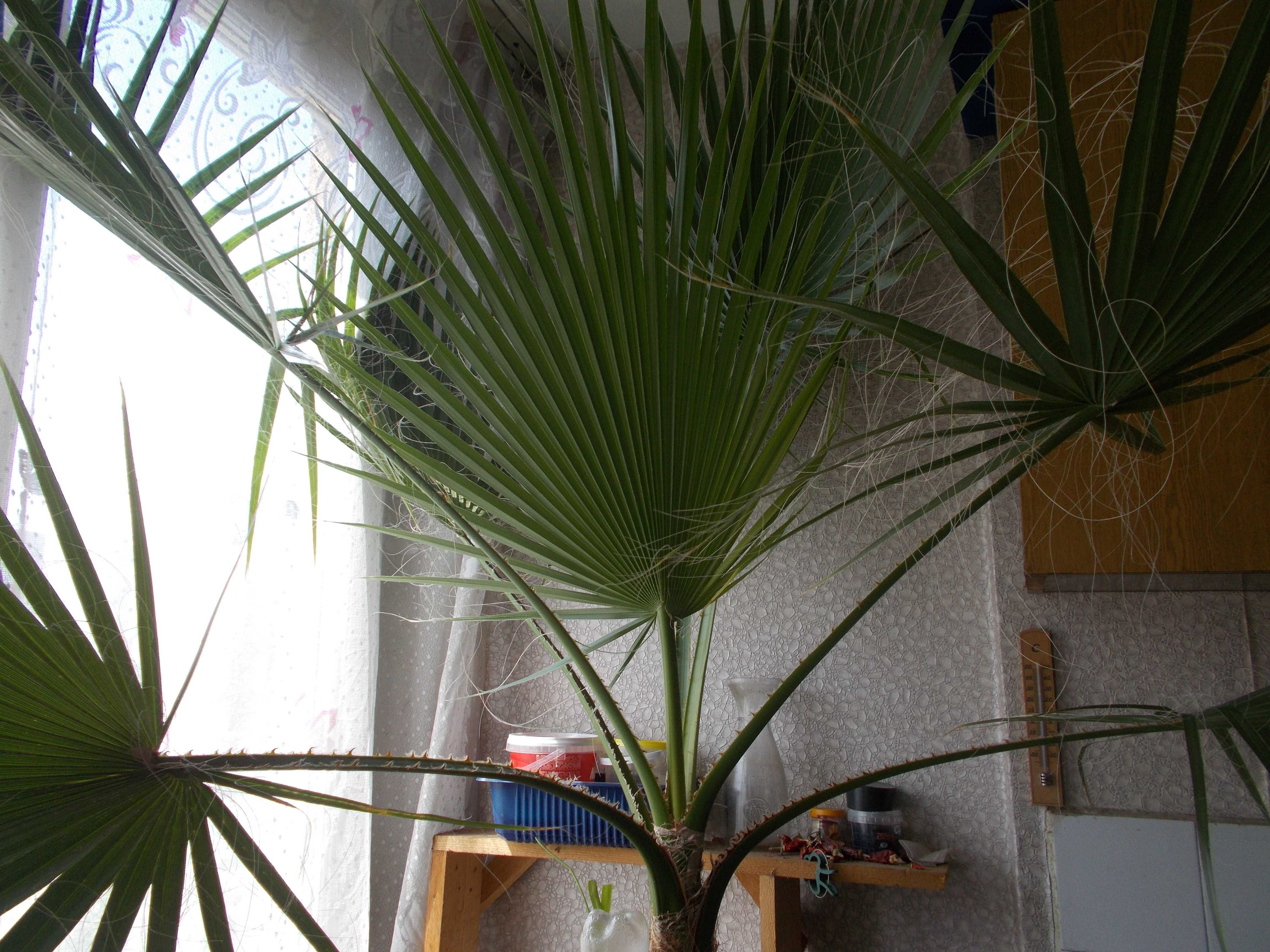 Продавам палми - Вашингтония Филифера - Washingtonia filifera