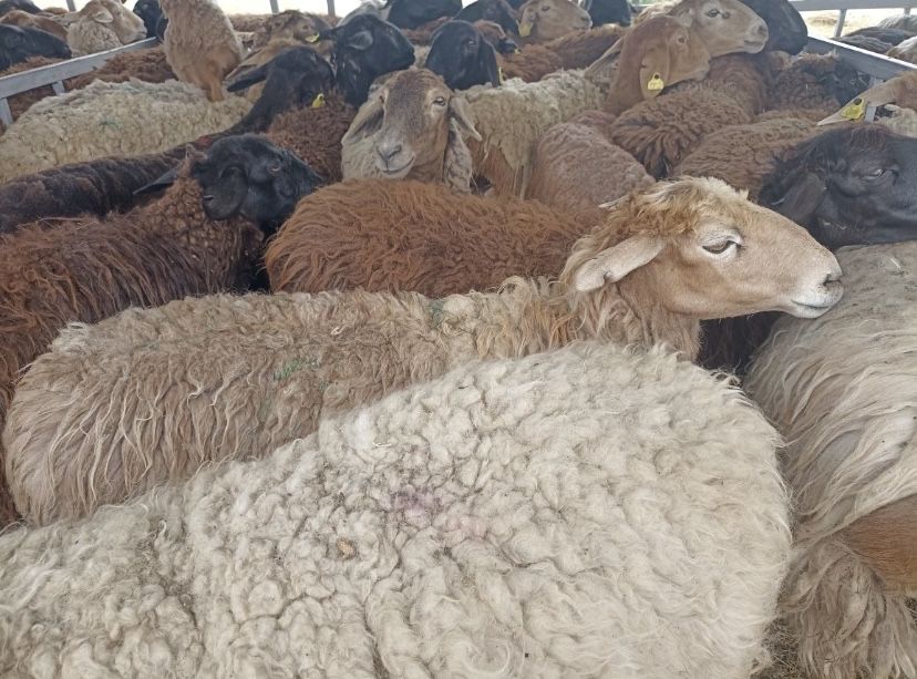 Баран на продажу