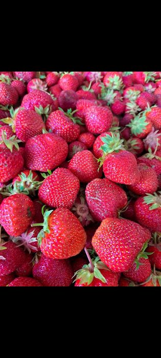 Stoloni de căpșuni