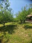 Gradina spațioasă extravilana 3231m2