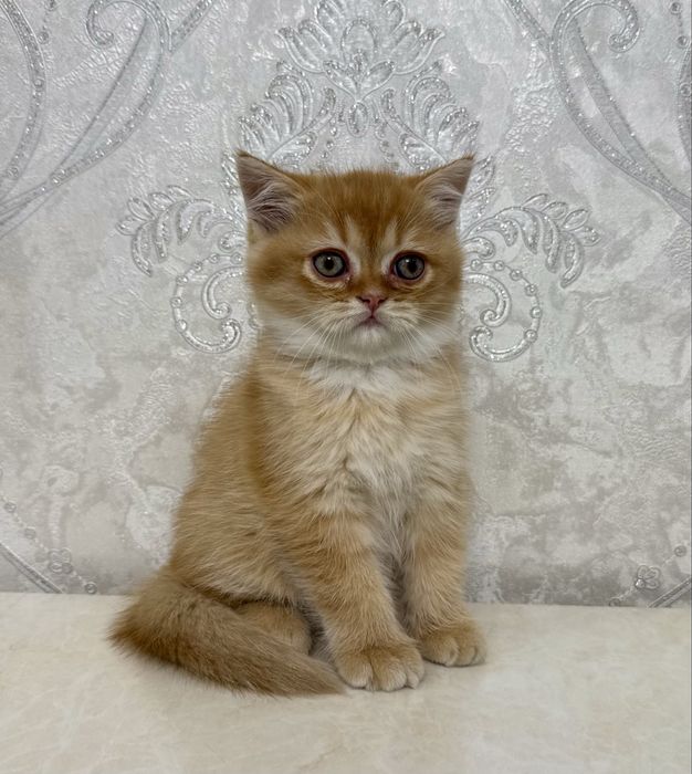Зототистий страйт