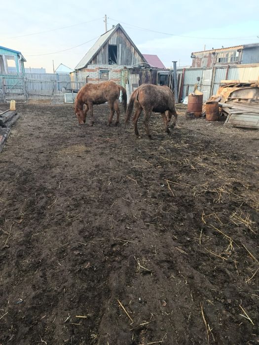 Согым лошадь полторашки