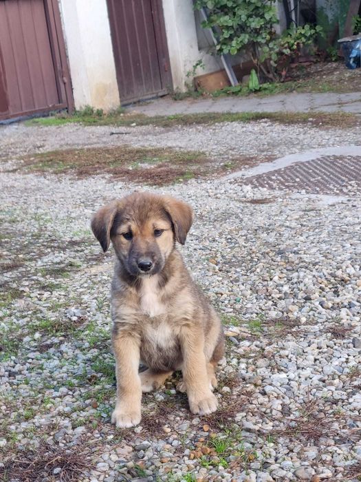 Donez cățelușă metis ciobănesc, 2 luni, cu carnet de sănătate