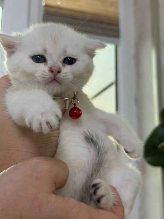 Скотиш страйт чистокровные мальчики и девочки