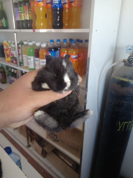 Ulkeymitn kiwkentay qoyandar