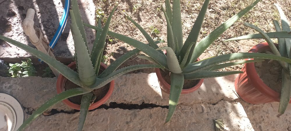 Aloe gullari chip chiroyli