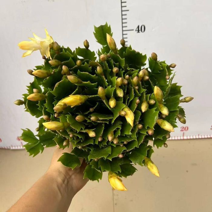 Сотилади декабрис гул