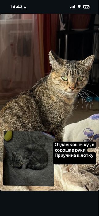 Отдам кошку в хорошие руки