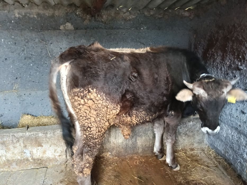 Продам Быка кастрат