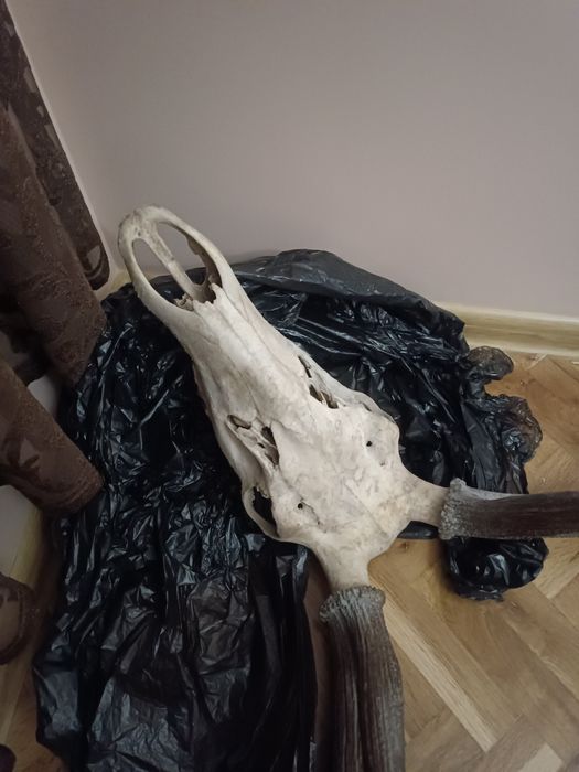 Еленски рога трофеи - 5 разклонения на рог