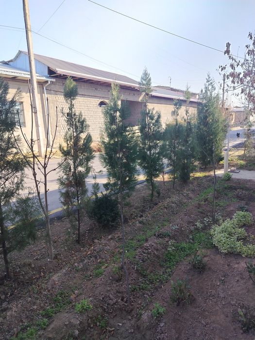 Archa kocha sotiladi