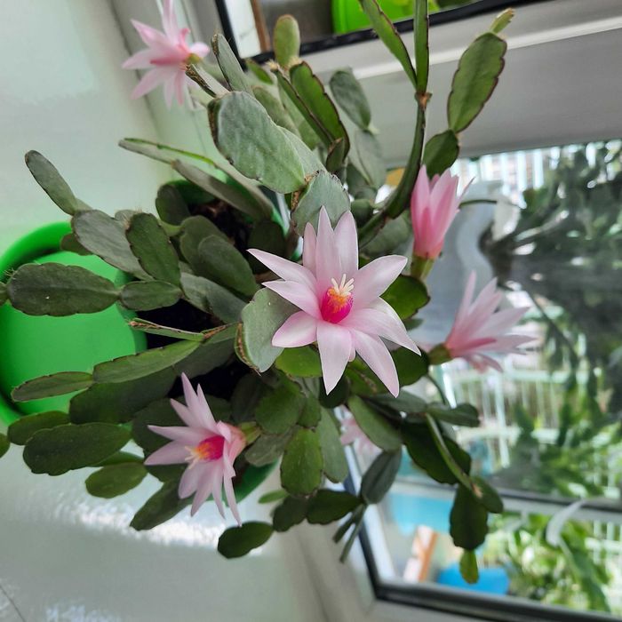 Шлюмбергеры (декабристы) разных расцветок