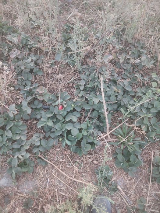 Продаются  саженцы клубники ремантантной