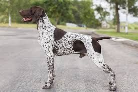 Курцхаар боллари