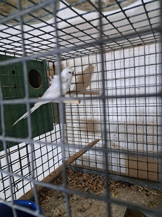 Попугай бабочка пара.