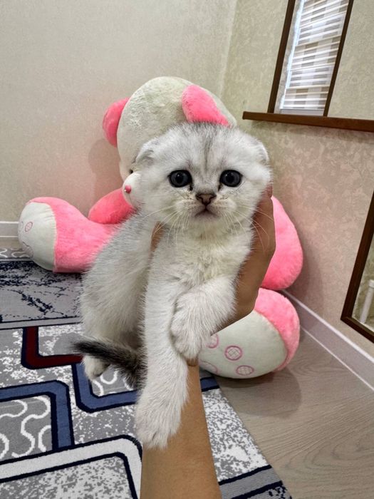 серебристая шиншилла