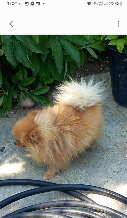 Продавам мини шпиц померани