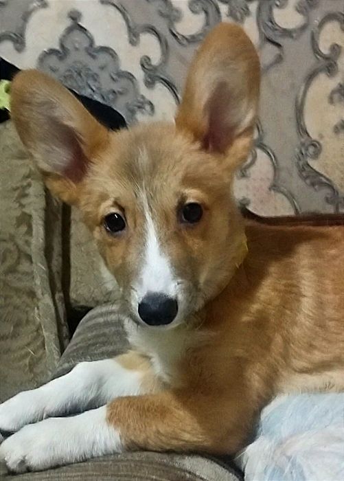 Мальчик вельш пемброк корги