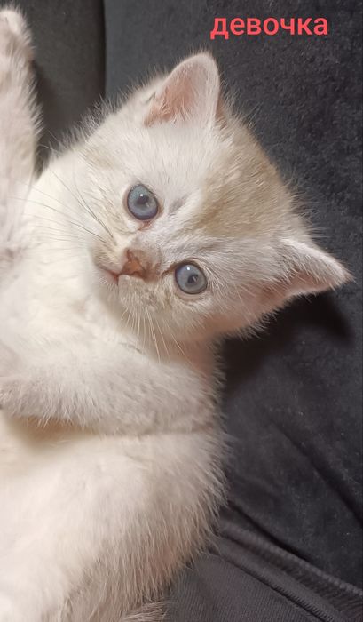 Шотландские котята с окрасом золотая шиншилла