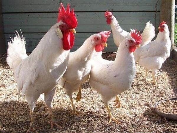 Яица Леггорнов и Ухейилюй