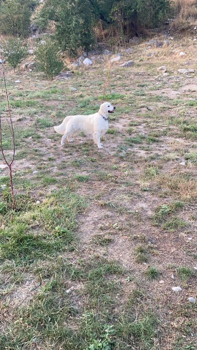 Вязка. Голден ретривер.