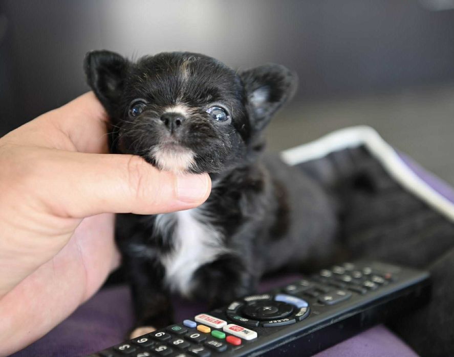 Женско дългокосместо мини чихуахуа