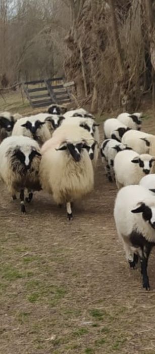 vand sau schimb cu vitea angus cu acte