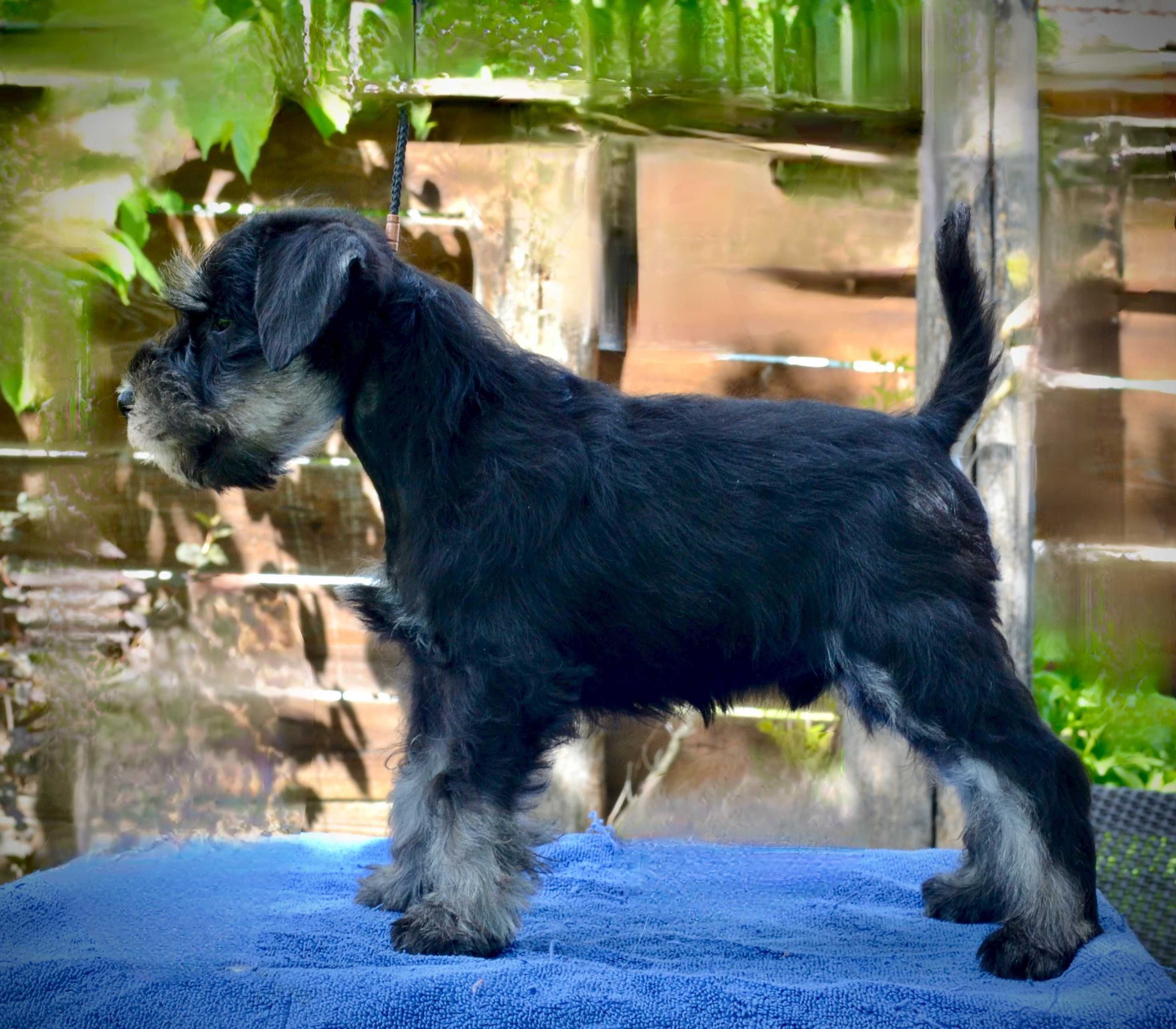 Schnauzer pitic negru argintiu