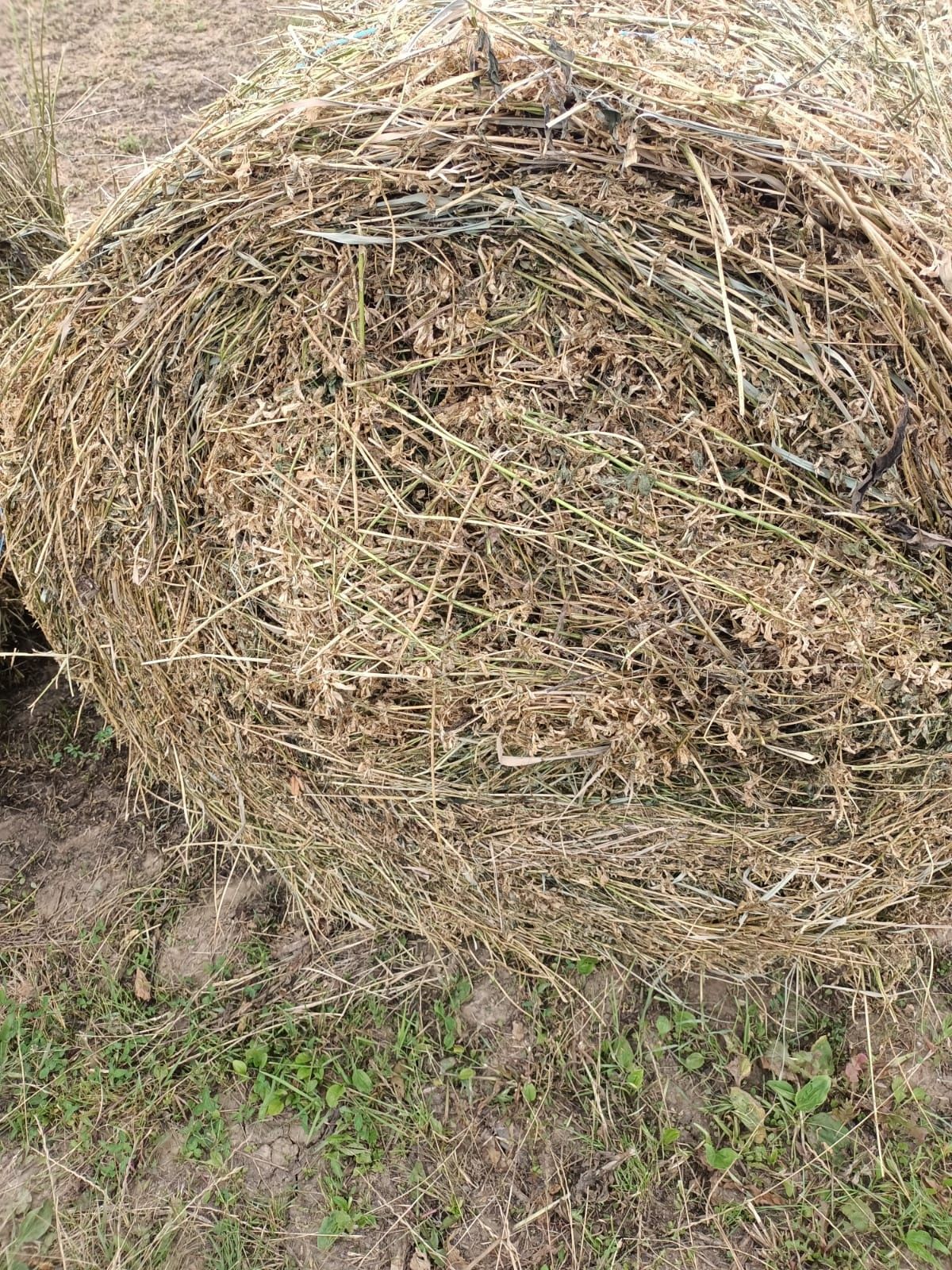 Baloți de lucernă rotunzi