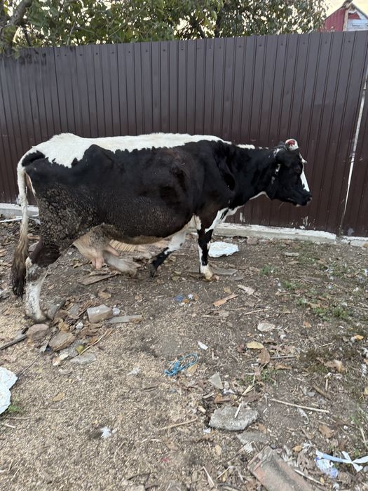 Vand vaca de 10 vitei