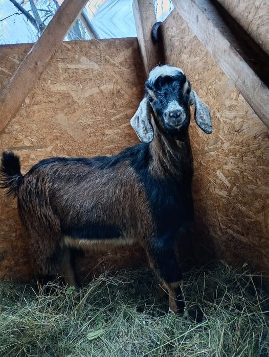 Vand iezi  cu varsta de 4, 5 luni