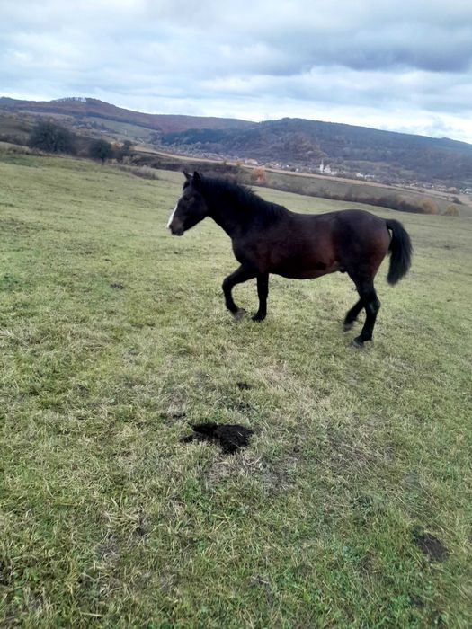 Manz  de 2 ani foarte cuminte