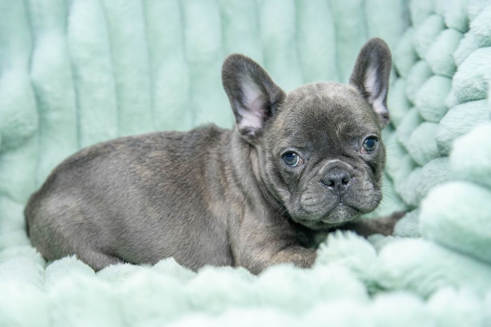 bulldog francez blue