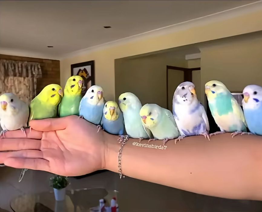 Ручной волнистый попугай