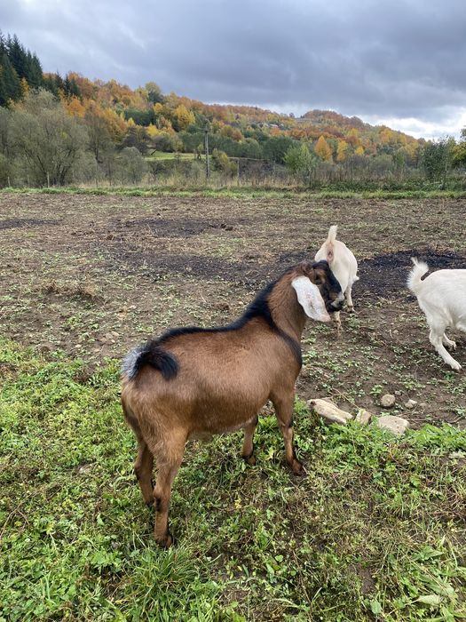 Vand iedute sanne si alpin montate cu anglo nubian
