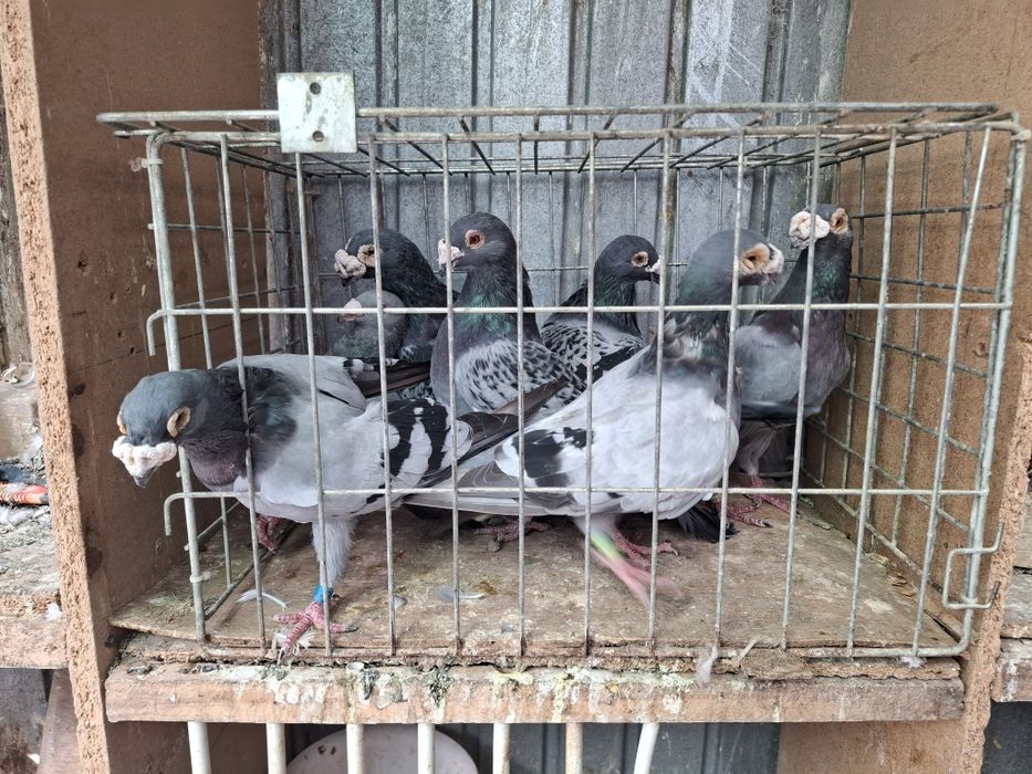 Vand porumbei voiejori de stil vechi