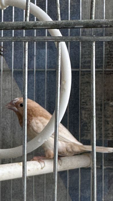 Zebre australiene , canar , pescarus