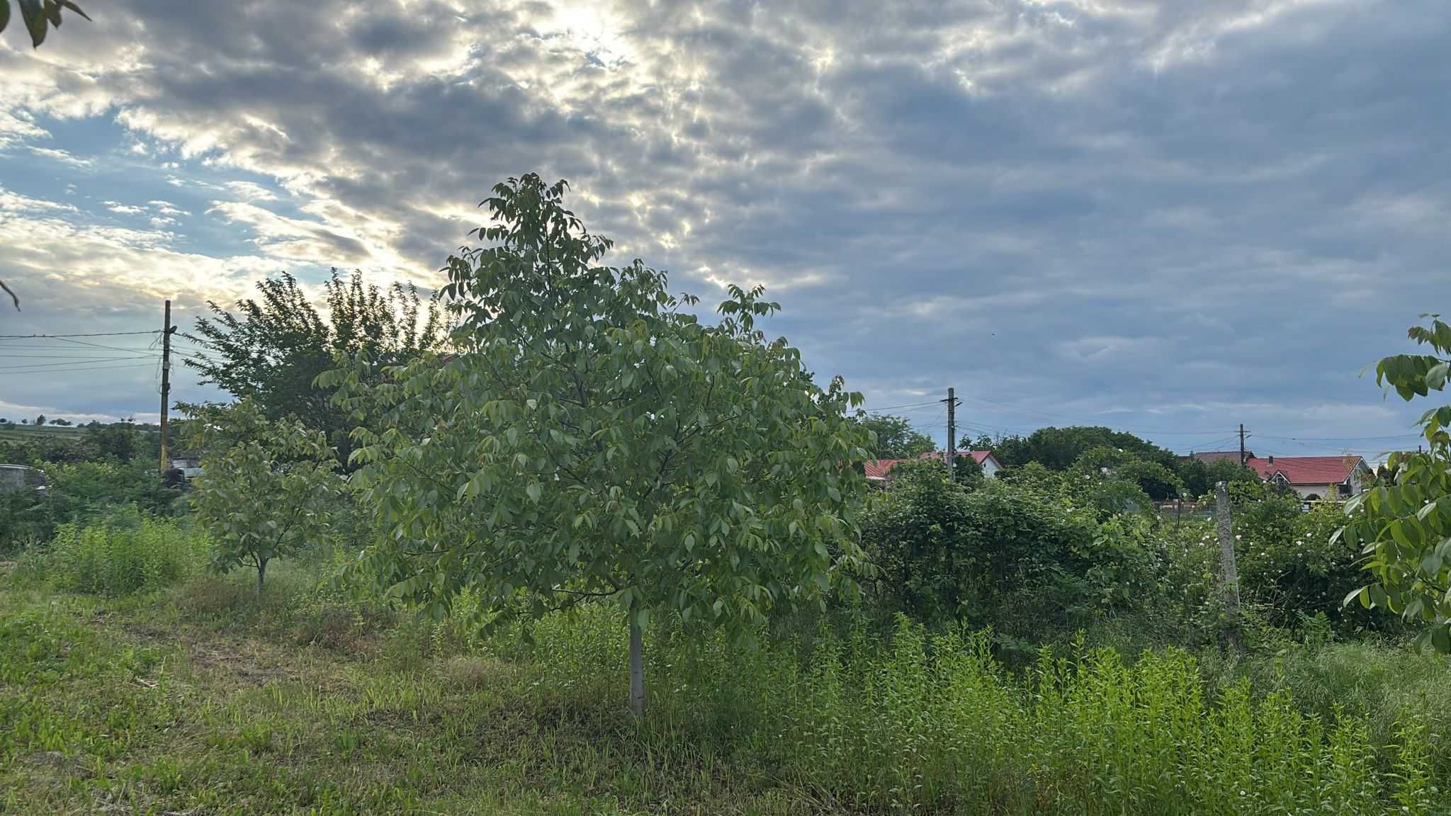 Teren de vânzare pentru casă / 2000 mp / Ocazie unică