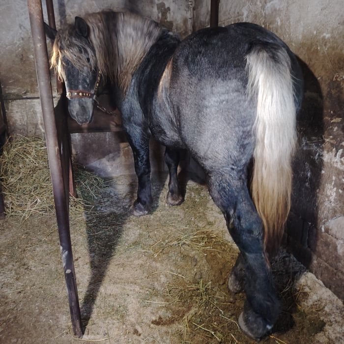 De vânzare Mânz de 2 ani