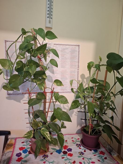 Ghivece cu plante Pothos- plante de apartament