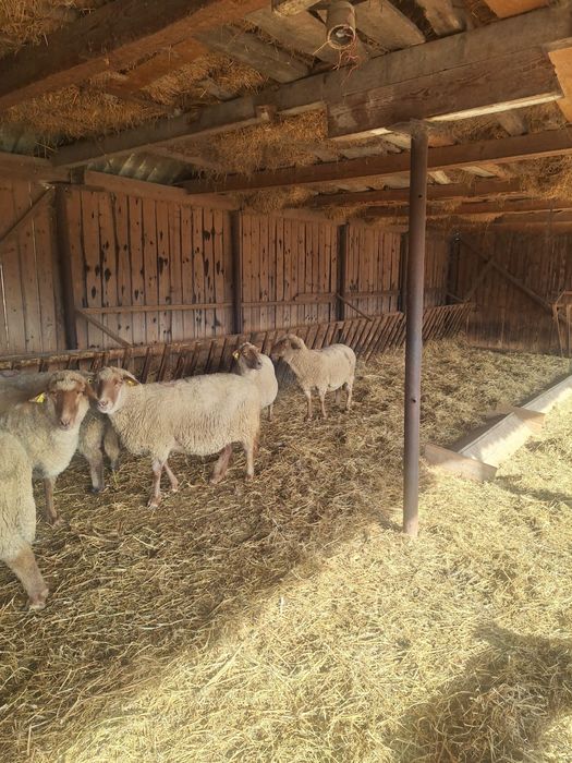 Vând oi reformă rasa Țigaie Ruginie