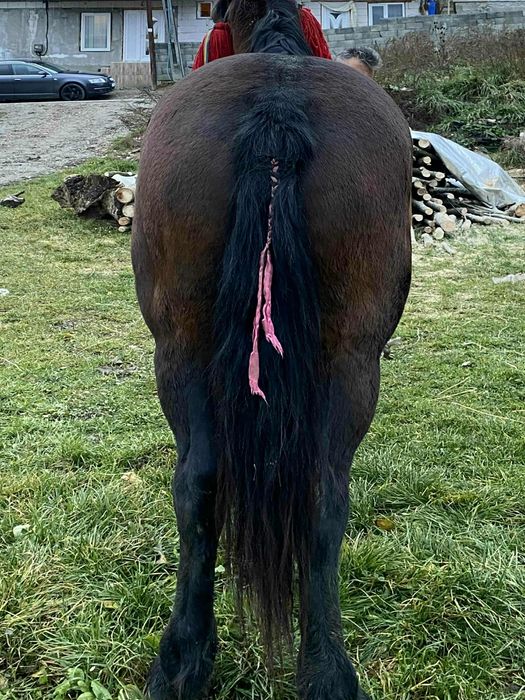 Vând iapa bună de  lucru fără defecte