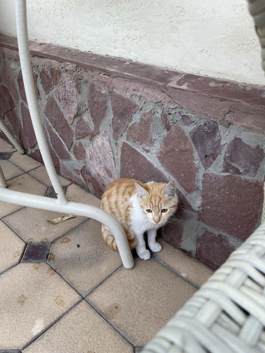 Котята бесплатно