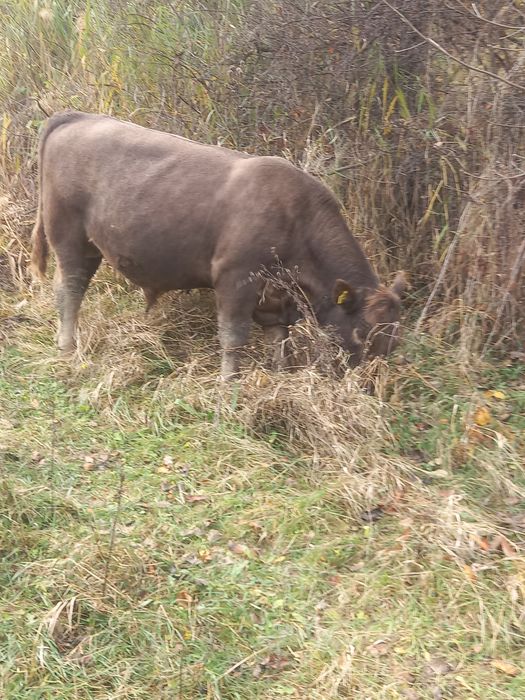 Vând taur Angus, vârstă 14 luni
