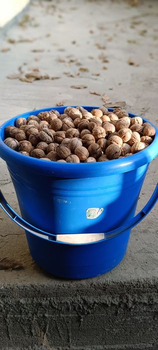 Продам грецкие орехи этого года тонко шкурые вкусные