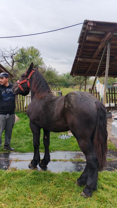 Vând mânza neagra metis frizian un an și 2 luni