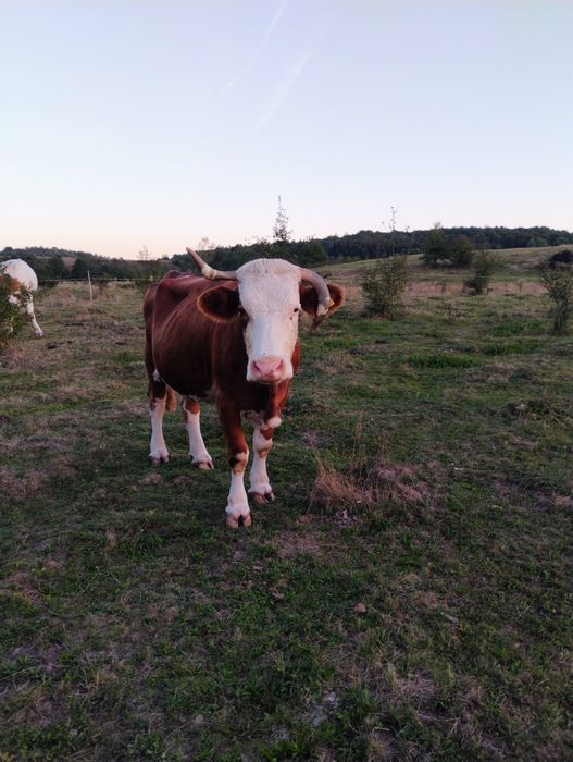 Vaca de vânzare.